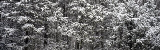 Neverovatan prizor u Kraljevu: Građani ostali u čudu kada su usred grada ugledali nesvakidašnju životinju