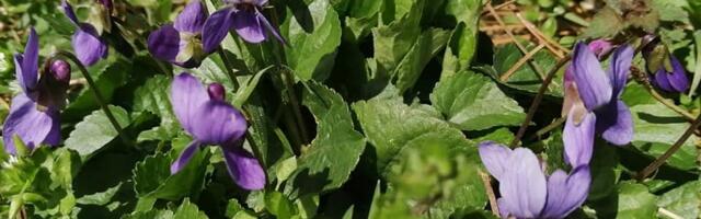 Nastavlja se lepo, prolećno vreme: Danas najviša dnevna temperatura 20 stepeni