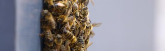 Rojevi pčela prekrili zidove i vozila, građani bežali u panici: Nestvaran snimak kruži, šta se dešava?