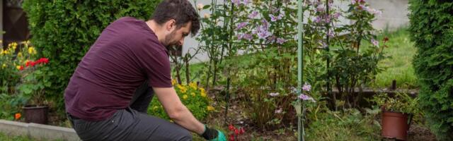 MLADI U AKCIJI: Volonteri iz Sremskih Karlovaca uređuju zelene kutke i sade biljke kako bi ulepšali svoje mesto