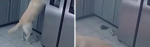 Skočio na pult, a onda je nastao pakao: Pas slučajno izazvao požar koji je uništio porodičnu kuću