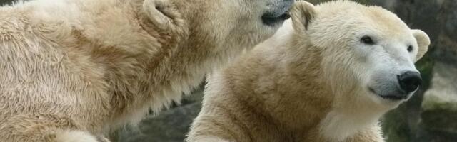 Zoo vrt u Finskoj dobio dve ženke polarnog medveda