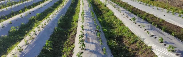 Mikroplastika u zemljištu stvara nova staništa za viruse i mikrobe: Šta to znači za našu hranu?