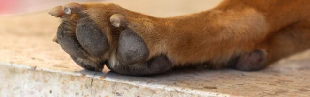 U tragediji u Velikoj Gorici izgubio porodicu: "Ne razume, siroče, šta se dogodilo i zašto je sad u boksu..."
