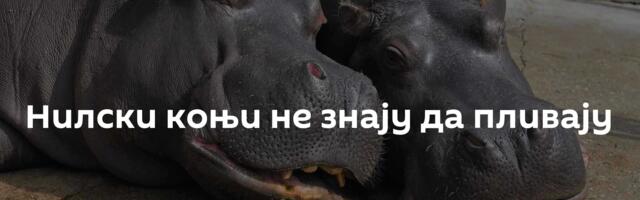 Нилски коњи не знају да пливају