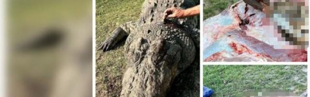 (UZNEMIRUJUĆE) Krokodil pojeo biznismena! Delovi tela pronađeni u utrobi životinje, policiju zgrozio monstruozan prizor