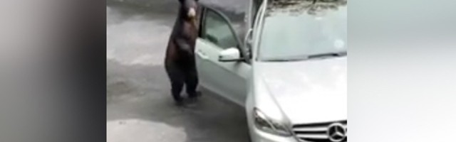 Medved ušao u Mercedes: Izvukli su situaciju! (VIDEO)