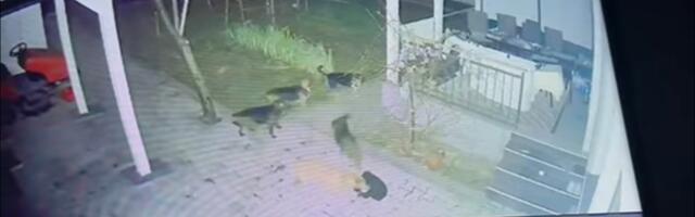 Ni dvorišta nisu sigurna: Zbog čopora pasa građani strahuju za djecu i ljubimce (VIDEO)