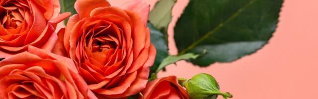 Nije romantika, već hemija: evo kako ruže utiču na vaš mozak