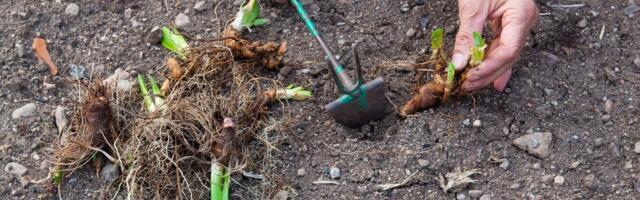 Ako u dvorištu vidite baš ovakvu rupu, verovatno se tu uvukla zmija: Svaka ima ovu 1 karakteristiku, ovo uradite!