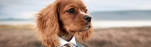 (FOTO) Evo kako pas Džeri radi od kuće