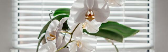 Orhideja vam je na izdisaju? Ne brinite, uz OVAJ TRIK pustiće nove cvetove i grane