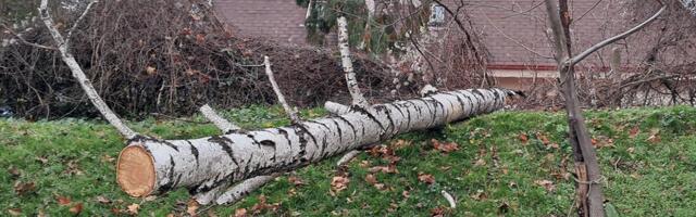 JAK VETAR OBORIO STABLO: Breza pala u gornjem delu grada Vranja