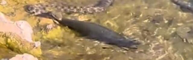 Slediće vas razlog njenog pojavjivanja: Ova zmija u Srbiji izlazi samo jednom i onda...