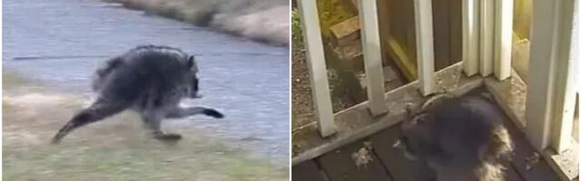 JEZIVO STVORENJE ISPREPADALO MEŠTANE! Snimljeno kako skače po dvorištima i juri ulicama! Ovako nešto se ne viđa svakog dana, ljudi u neverici (FOTO/VIDEO)