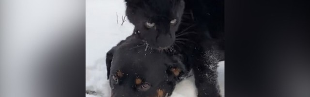 Panter liže rotvajlera: I tako celog života (VIDEO)