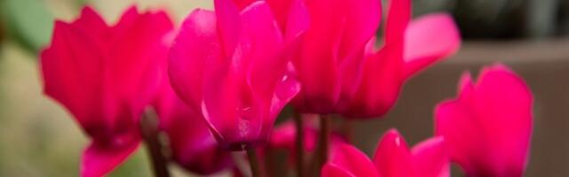 Trik koji baštovani KRIJU: Evo kako da vam cveće preživi ZIMU