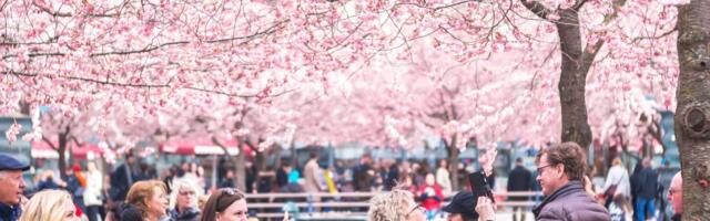 JAPANSKI RAJ U PUNOM CVATU Sakura procvetala pet dana ranije, milioni slave Hanami! (FOTO)