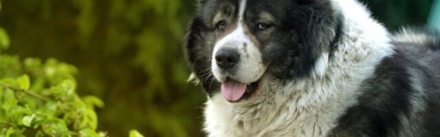 Noćna mora za dresuru: 3 rase pasa koje zadaju muke vlasnicima - tvrdoglavi do koske