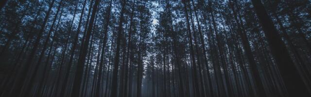 Neverovatan snimak sa juga Srbije zabrinuo meštane: Zver juri ka ulazu u selo, pa nestaje u mračnoj šumi