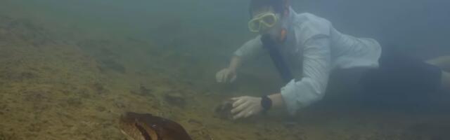 Istraživač otkrio novu vrstu džinovske anakonde, pa je pronašao ubijenu (VIDEO)