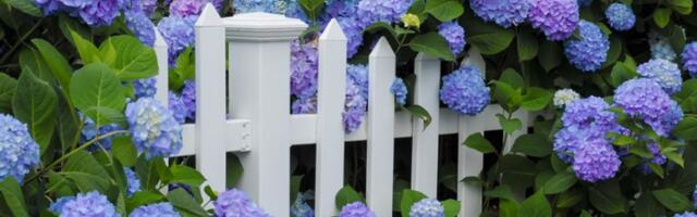 Kako da vam hortenzija dobije intenzivnu PLAVU BOJU? Tajna je u jednom sastojku (VIDEO)