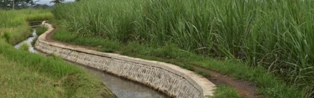 Misterija u Subotici: Leš egzotične životinje nađen u kanalu (VIDEO)