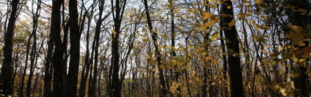 Starije i od piramida: Na Fruškoj gori se nalazi misterija stara SEDAM HILJADA godina, evo kako je pronaći!