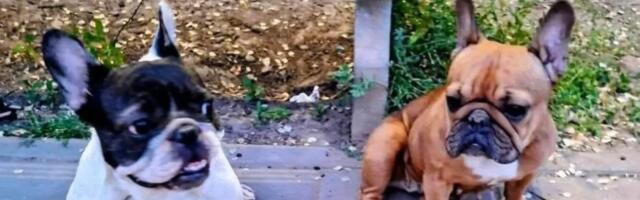 Dve ženke francuskog buldoga skupo plaćene i ostavljene u parku: Havana i Peni više nemaju dom