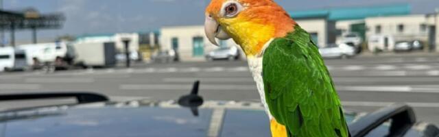 Zaplenjen zaštićeni papagaj: Carinici ga pronašli na zadnjem sedištu, ispod crvenog platna