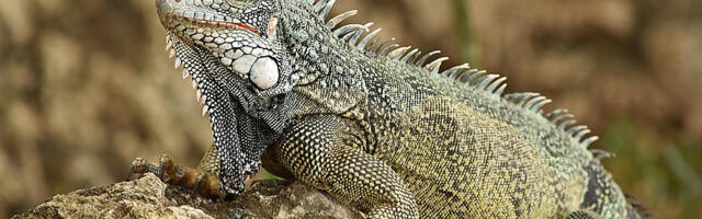 „Biznis“ u procvatu – šverc iguana