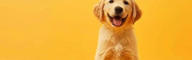 Mali pas nasmejao internet: Reakcija šteneta na fen zapalila mreže (VIDEO)