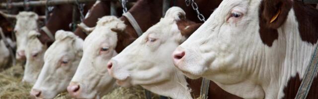 Srbija na listi zemalja koje ispunjavaju nove EU zahteve: Stroža pravila o upotrebi veterinarskih lekova