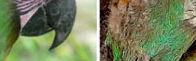 Mumificirani papagaji pronađeni u pustinji Atakama, prenošeni su stotinama milja dok su bili živi!