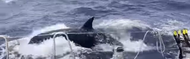 Kitovi ubice napadaju jedrilice samo na jednom mestu u Mediteranu