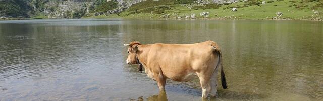 Policija u Nemačkoj nije uspela da "privede" odbeglu kravu: Šest meseci uživala pored jezera
