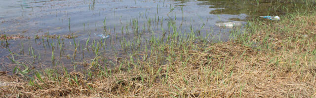 NA ADI CIGANLIJI SE POJAVILE OGROMNE ŽIVOTINJE: Dvljina usred Beograda, šok prizori! (VIDEO)