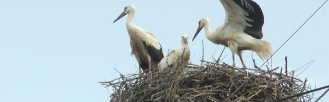 Omiljeni gosti stigli na bandere u Čačak! Sa prolećem došle i one, mališani ih prosto obožavaju