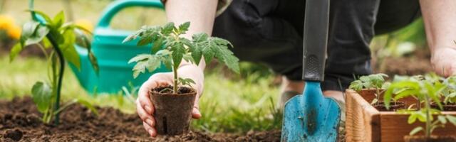 Neverovatan trik vrtlara: Zakopajte jaje i bananu u bašti i biljke će cvetati nikad bujnije (VIDEO)