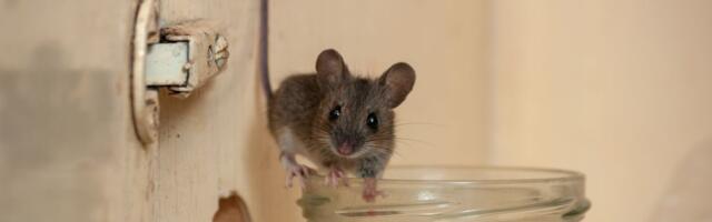 Ne možete da se rešite miševa tokom zime? Baštovanka otkriva neškodljiv trik koji radi