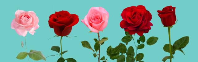 Koju ružu ste izabrali: Otkriva želju koju krijete i šansu da se ostvari