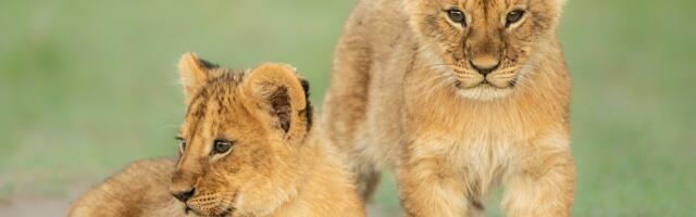 U starom Japanu živeli su lavovi: Fosilni uzorci identifikovali ih kao pripadnike pećinskih stanara