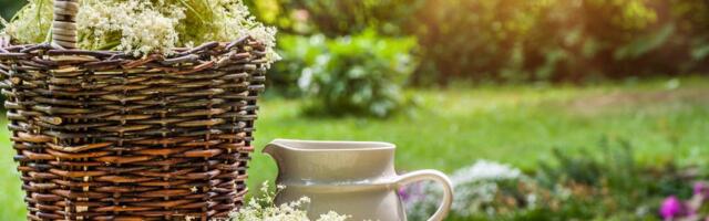 Zova samo što nije procvetala: Ovo su 3 ključna znaka po kojima se razlikuje cvet omiljene biljke od otrovne dvojnice