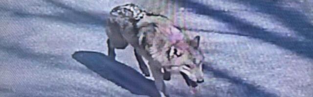 Duga potraga za odbeglim vukom u Južnoj Koreji