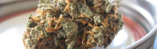 Uhvaćen sa skoro 14 kilograma kanabisa: Osumnjičenom određen pritvor do 30 dana