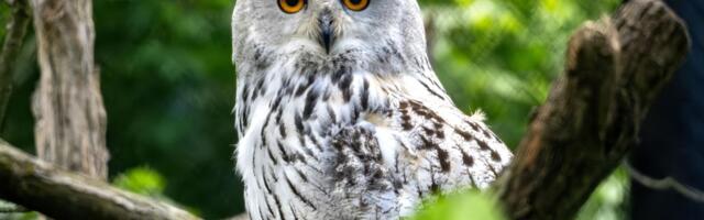 NAJVEĆA SOVA NA SVETU ŽIVI U SRBIJI Sibirska ušara, fascinira svojom veličinom i retkošću