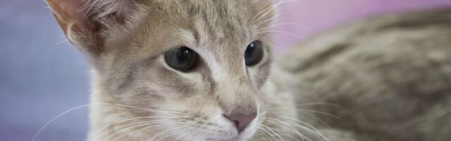 Orijentalna dugodlaka mačka: Energičan ljubimac dobrog zdravlja, voli trikove i razgovara sa porodicom