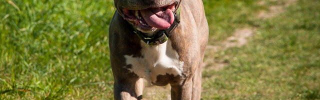 ŠTA SE S NAMA DEŠAVA? STAFORD NAPAO ŽENU I KASAPIO MLADIĆA KOJI JE PRIŠAO DA JOJ POMOGNE, OSTALI SAMO POSMATRALI! Detalji jezivog napada staforda u Nišu!