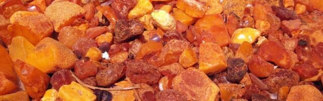 Kaljiningrad: Pronađen jedinstveni ćilibar star između 30 i 50 miliona godina