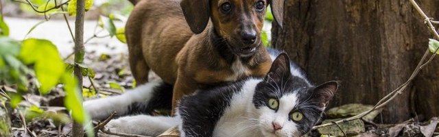 NEMA SPAVANJA! Vreme je za igranje (Video)